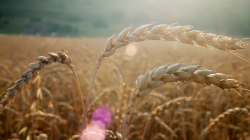 Es ist uns eine große Ehre: Neumarkter Lammsbräu haben unseren Film veröffentlicht.