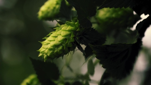 Es ist uns eine große Ehre: Neumarkter Lammsbräu haben unseren Film veröffentlicht.